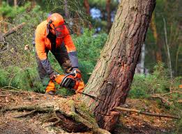  Holly Hill, FL Tree Removal and Landscaping Services Pros